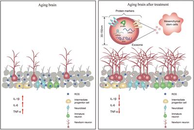 Mesenchymal stem cells and exosomes improve cognitive function in the aging brain by promoting neurogenesis